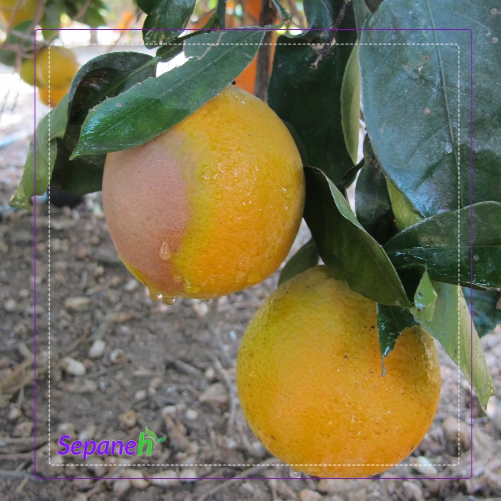پوسیدگی قهوه‌ای میوه مرکبات